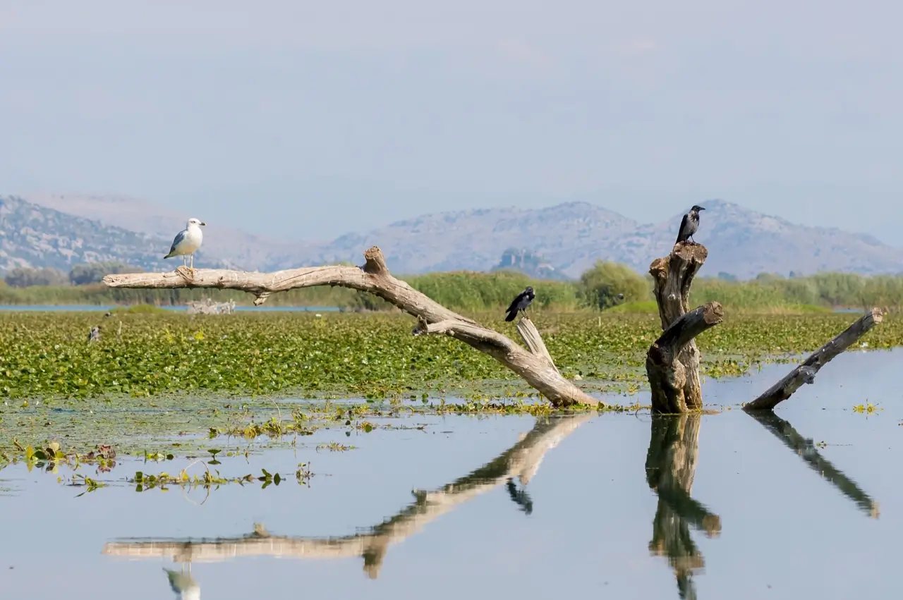 skadar